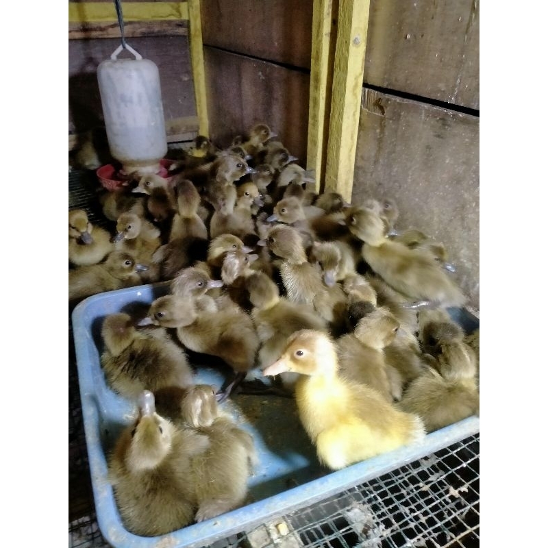 DOD/ANAK BEBEK PETELUR BETINA