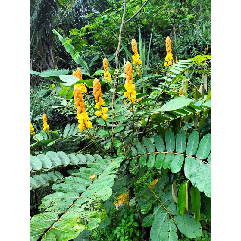 

Daun Ketepeng Cina Herbal Penyakit Kulit 100 Lembar