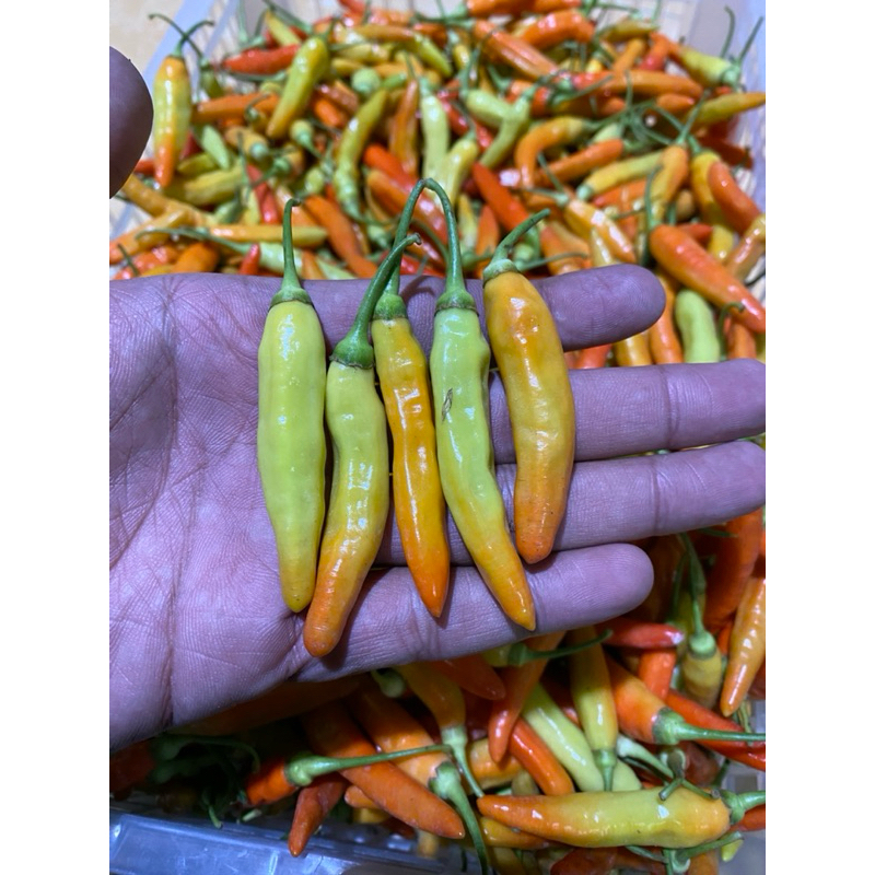 

Cabe/Cabai rawit setan RM
