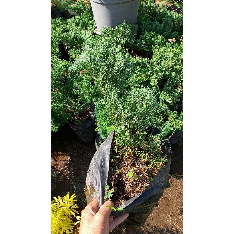 Tanaman sinensis biru/blue sinensis