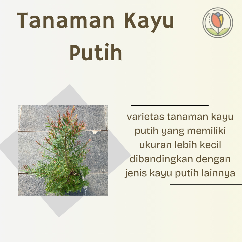 Tanaman Kayu Putih Mikro | Kayu Putih Micro | Kayu Putih | Tanaman Herbal | Tanaman Pengusir Nyamuk