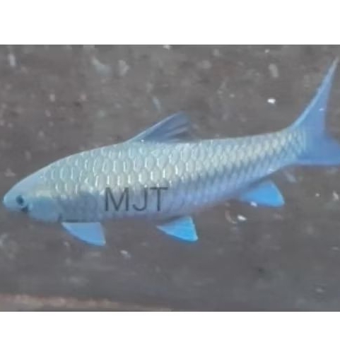 

mahseer neo heter 15 cm