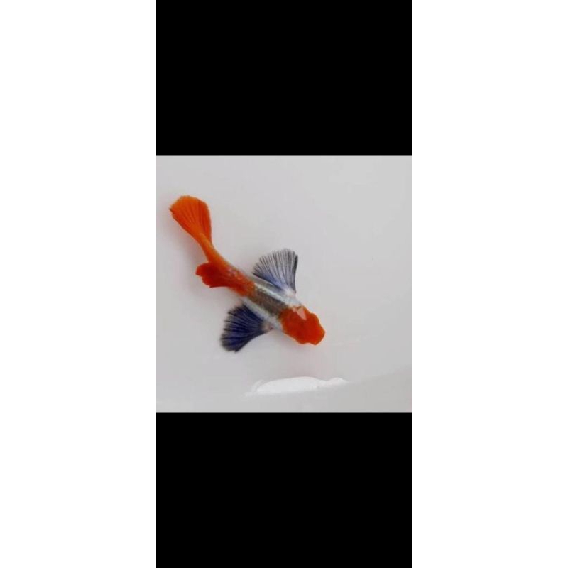 pembersih kolam GUPPY PRTDE KOI