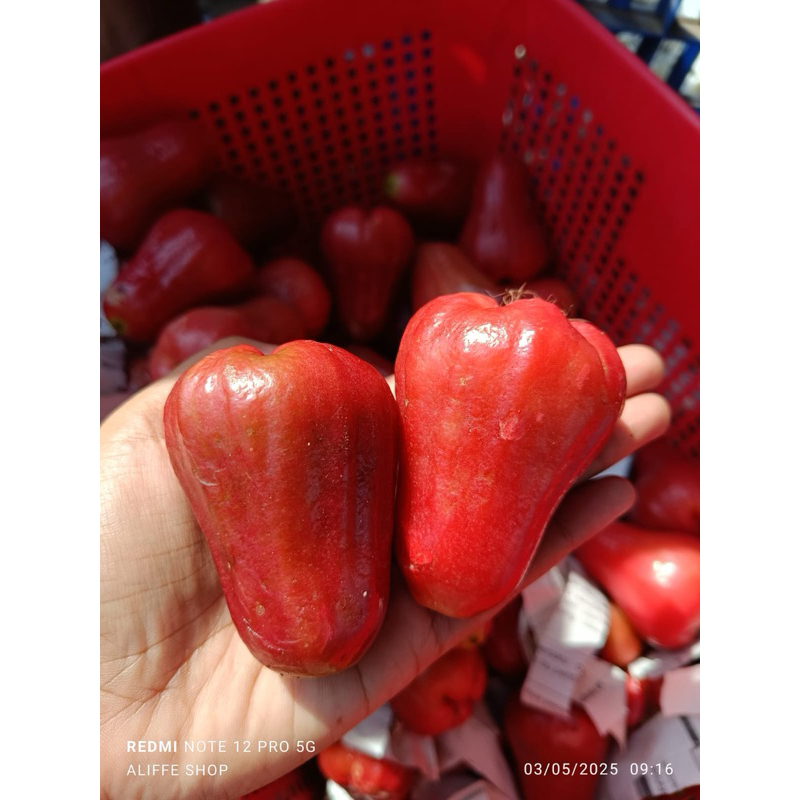 

jambu citra