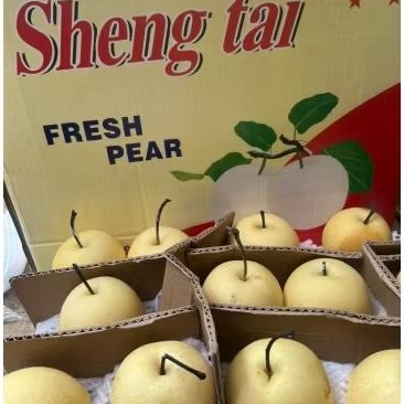 

Buah Pear Century Jual Per 1 Dus Karton