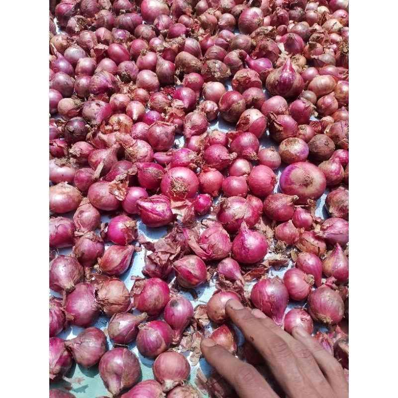 

Bawang merah lokal 1 KG Bawang kering fresh