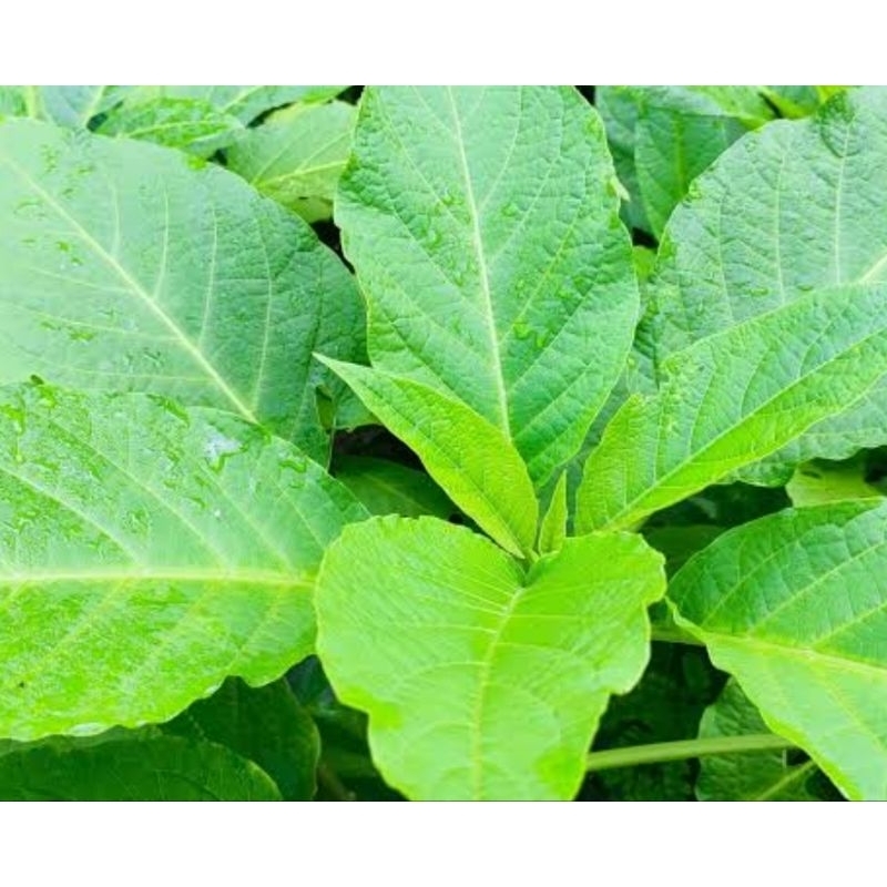 

Daun kecubung segar 500 gram petik langsung 500 gram