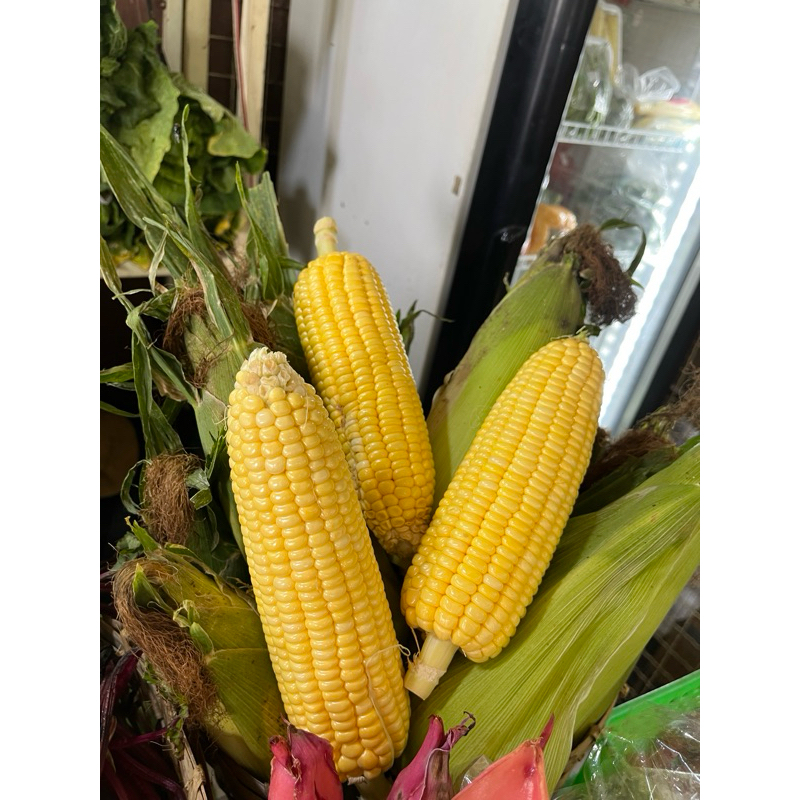 

Jagung Manis Segar- 1Kg (kupas)
