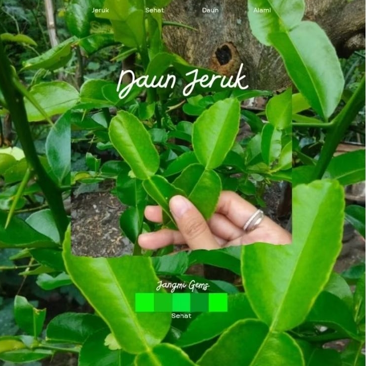 

Daun jeruk segar