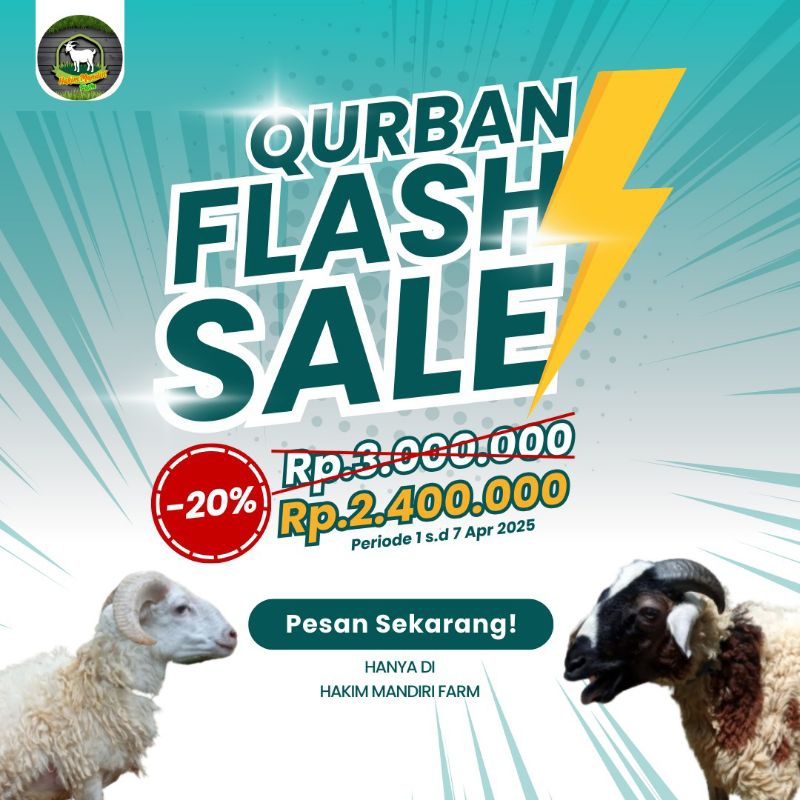 domba kurban kualitas baik