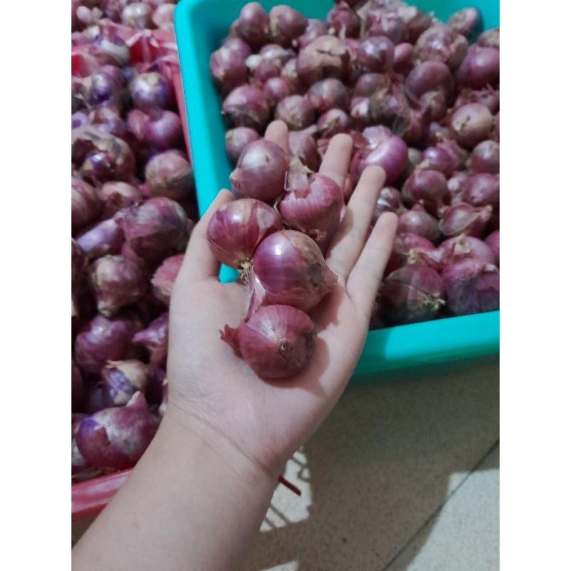 

Bawang Merah dan Bawang Putih/Brambang, Bawang/Bamer, Baput 1/4kg, 1/2kg, 1kg