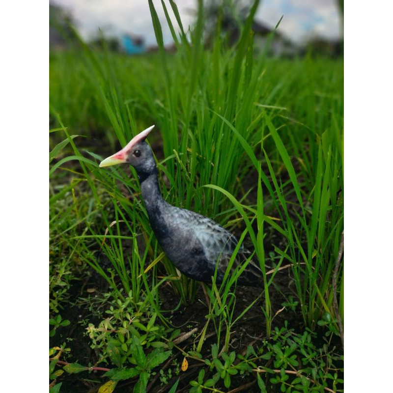 PATUNG JONTROT BURUNG AYAM AYAMAN SAWAH MIRIP ASLI AMPUH - JONTROT BURUNG AYAM AYAMAN - DECOY BURUNG