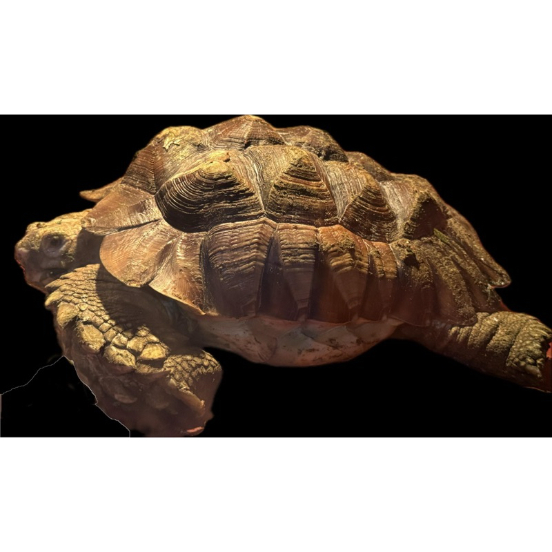 sulcata ukuran 30 dan 33 cm