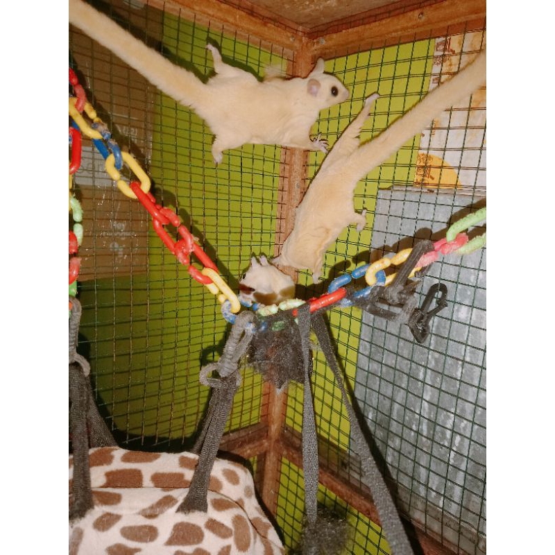 sugar glider leucistic putih mata hitam