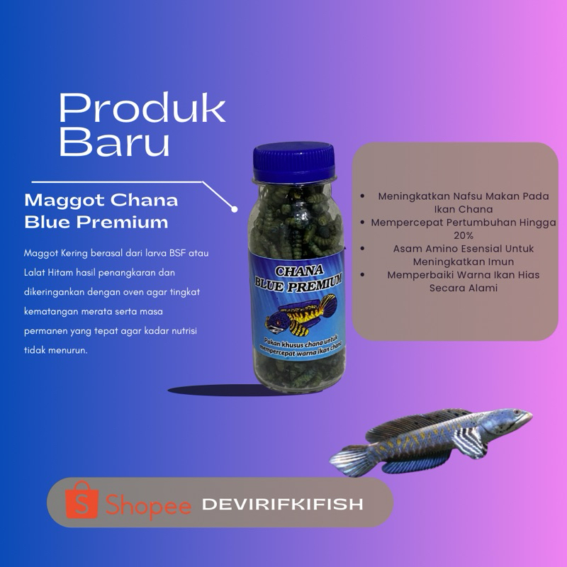 Maggot Chana Blue Premium Larva Bsf