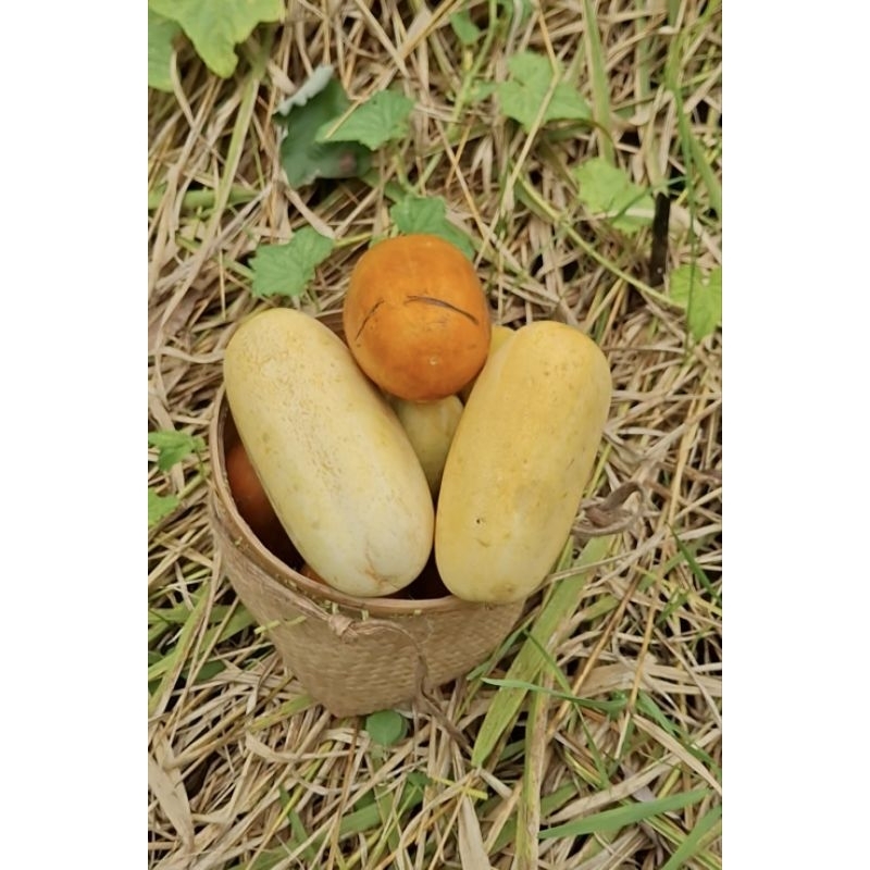 

Buah Hantimun/Timun Khas Dayak Meratus Kalimantan