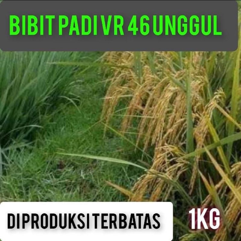 BIBIT PADI VR 46 UNGGUL KEMASAN 1KILO