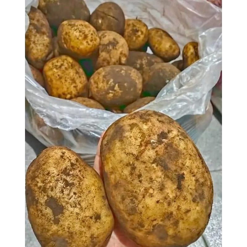 

kentang jumbo kemasan 1 kg