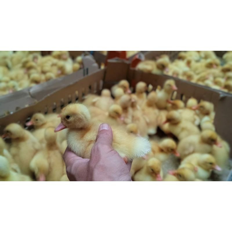 ANAK BEBEK PEKING HIDUP - DOD BEBEK HYBRIDA - BIBIT BEBEK PEKING