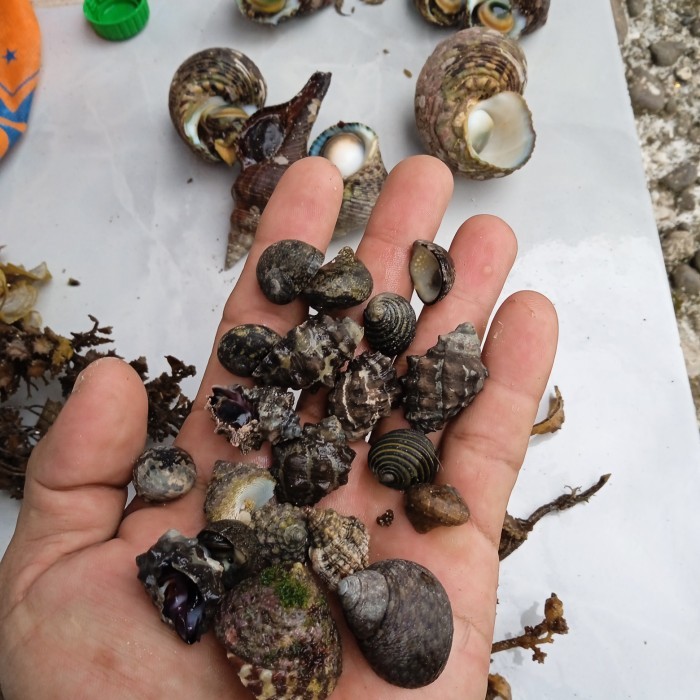 SIPUT LAUT