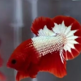 CUPANG PLAKAT FCCP GRADE