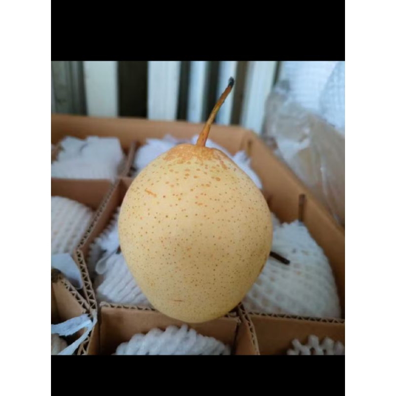 

Buah Murah Buah Segar Pear Yali 1KG