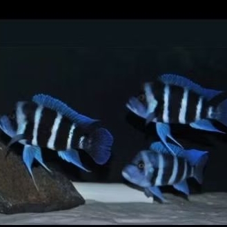 CICHLID FRONTOSA paket 10 ekor