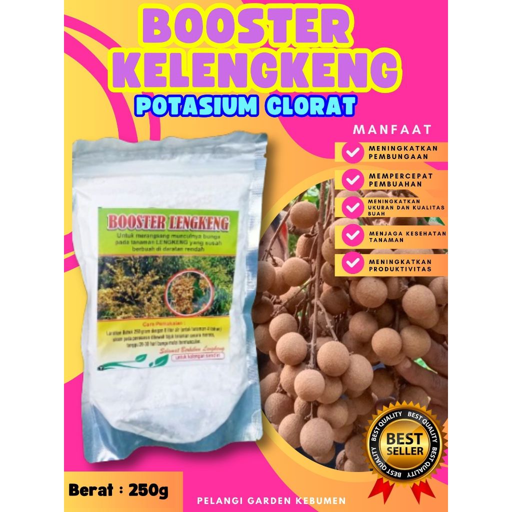 DIJAMIN ASLI  Booster Kelengkeng Puangphet, Booster Kelengkeng Pingpong Cangkok, Booster Kelengkeng 