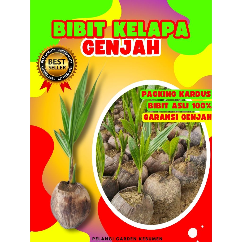 KUALITAS UNGGUL.. Benih Kelapa Genjah Entok Kebumen, Benih Kelapa Genjah Entok Anakan, Benih Kelapa 