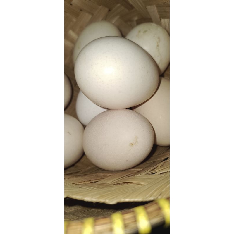 

Telur ayam kampung