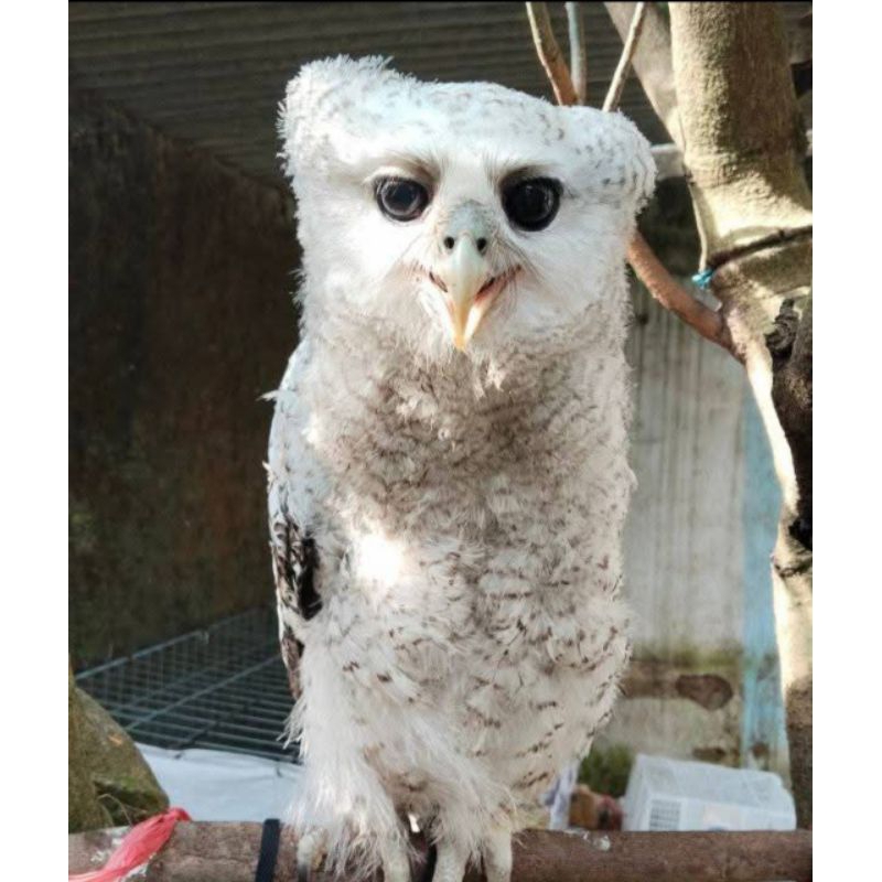 Burung hantu Bubo sumatranus jinak