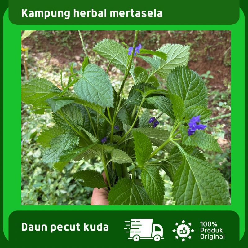 

Daun Pecut Kuda Segar