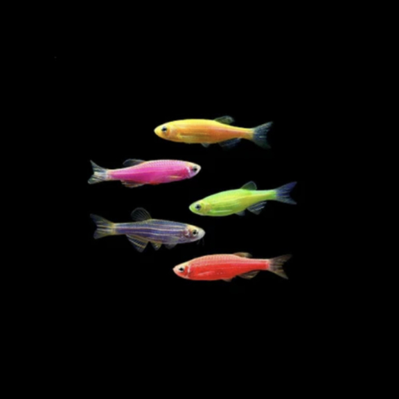 Cairan Pembersih Hiasan Aquarium Ikan Glowfish Danio Slayer Zebra