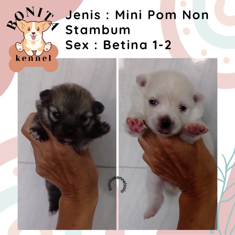 Mini Pom Non Stambum Jantan Betina Particolor Sable Anak Anjing Minipom Mini Pomeranian