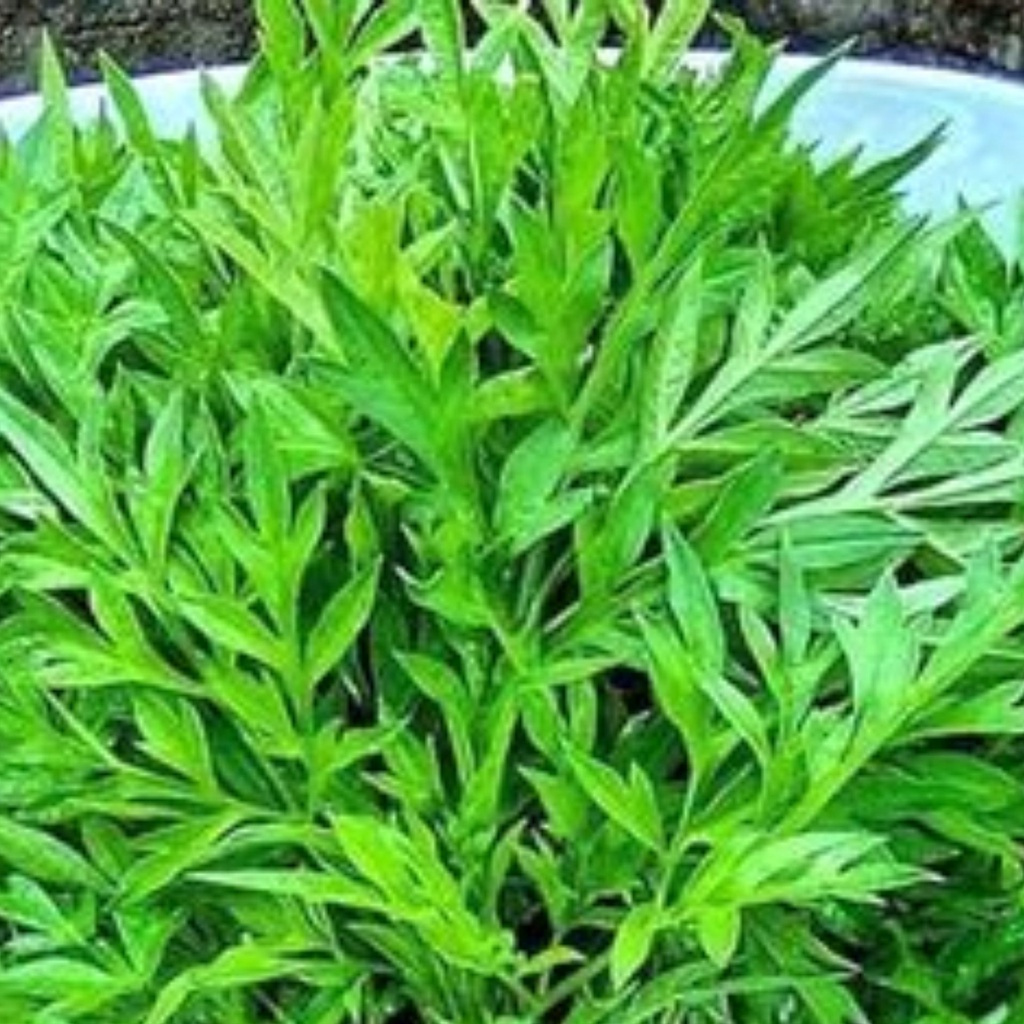 ±35 Benih Bibit Kenikir Sayur Lalap LM