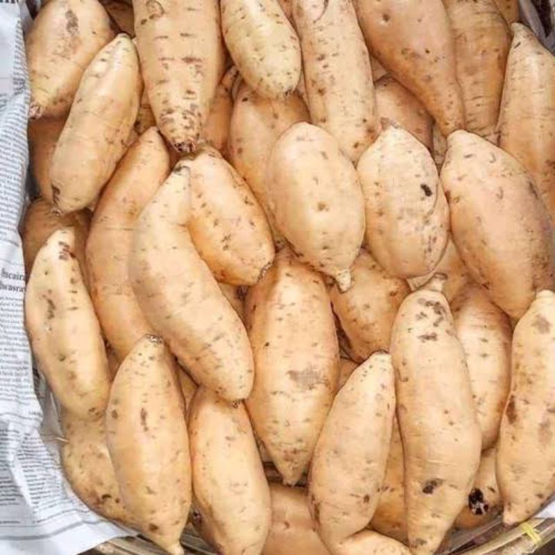 

( 1kg ) UBI MADU CILEMBU ASLI LANGSUNG DARI PETANI CILEMBU - SUMEDANG