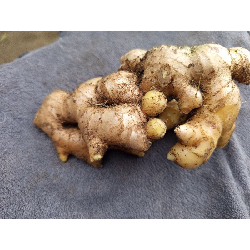 

Jahe_gajah/jahe emprit 1.KG berkualitas