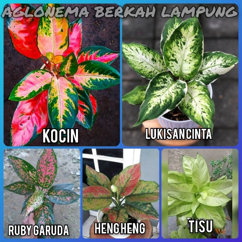 AGLONEMA paket isi 5 jenisnya dewasa remaja