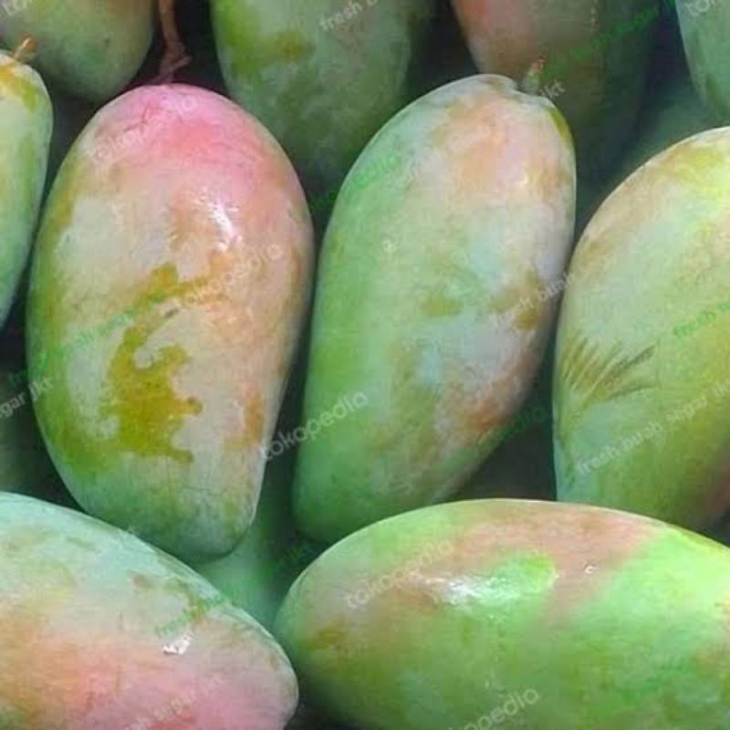 

mangga kiojay