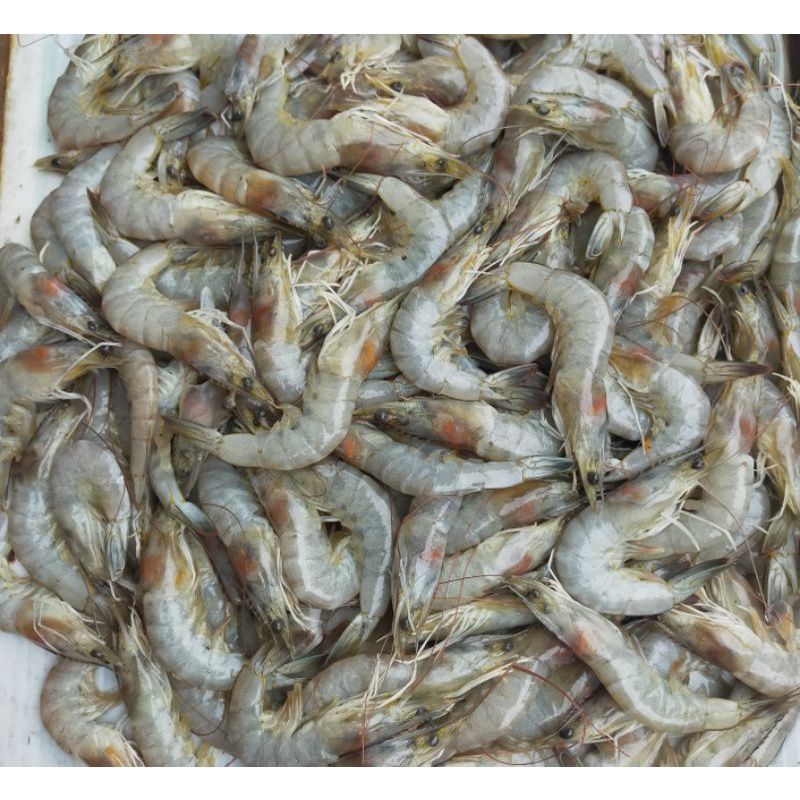 

Udang sedang Udang besar Cumi basah Kerang