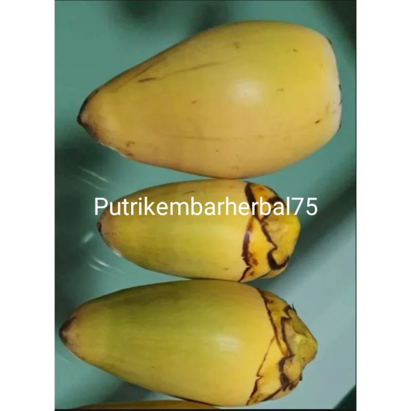 

beluluk besar satuan kuning dan hijau ready