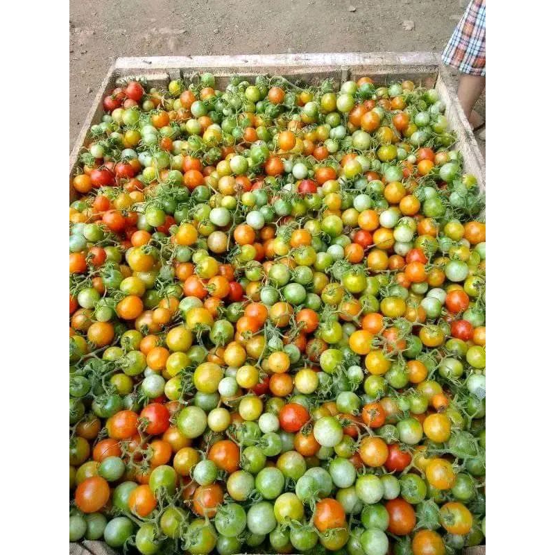 

paket hemat rampai lampung&terasi lampung untuk sambal murah