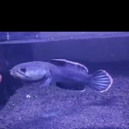 Limbata WC 8-10cm rim tebal grade a