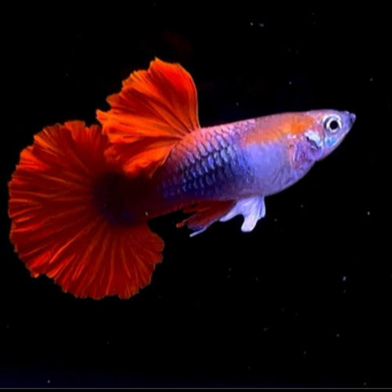 Hb Red Rose tail
