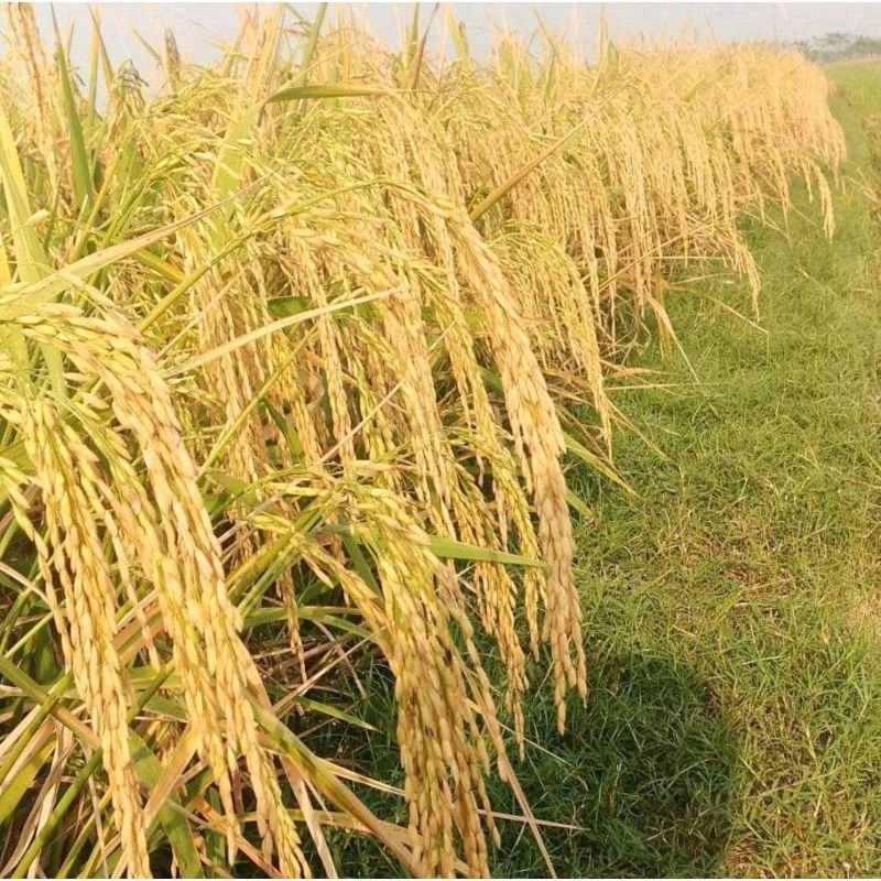 benih padi ZIZANIA TOP 5 kg