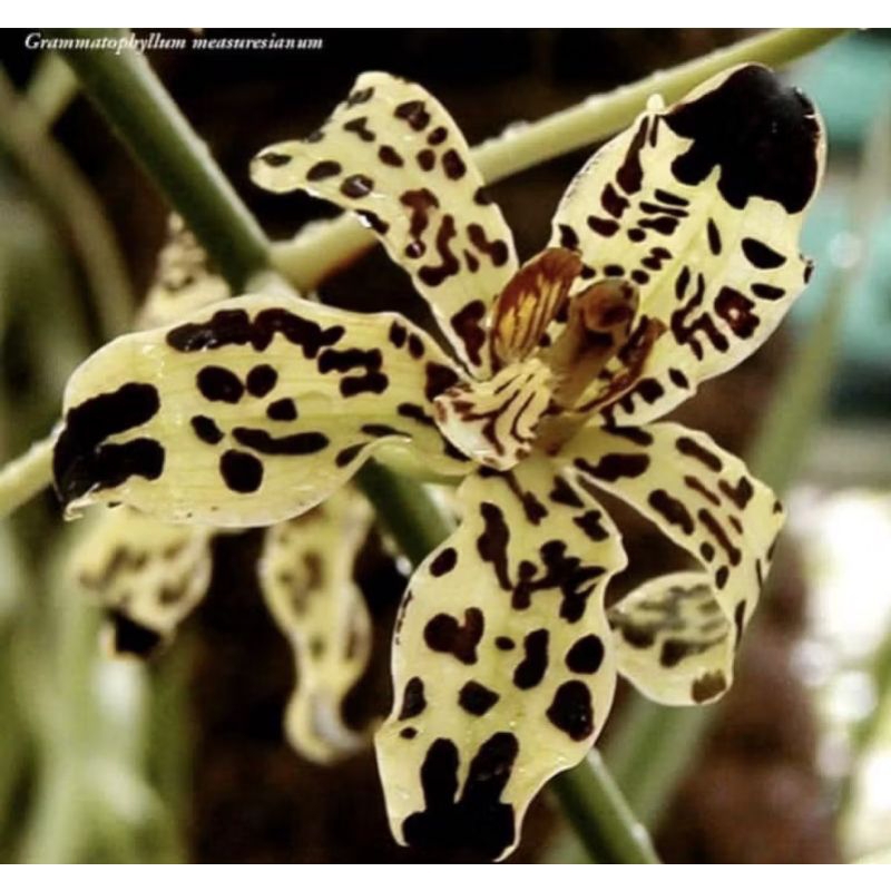 Anggrek Grammatophyllum measuresianum rimbun