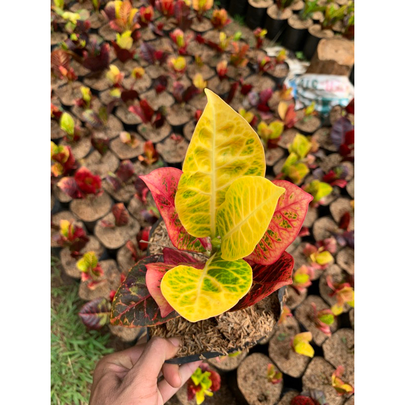 TANAMAN HIAS PURING WORTEN PURING KOLEKSI