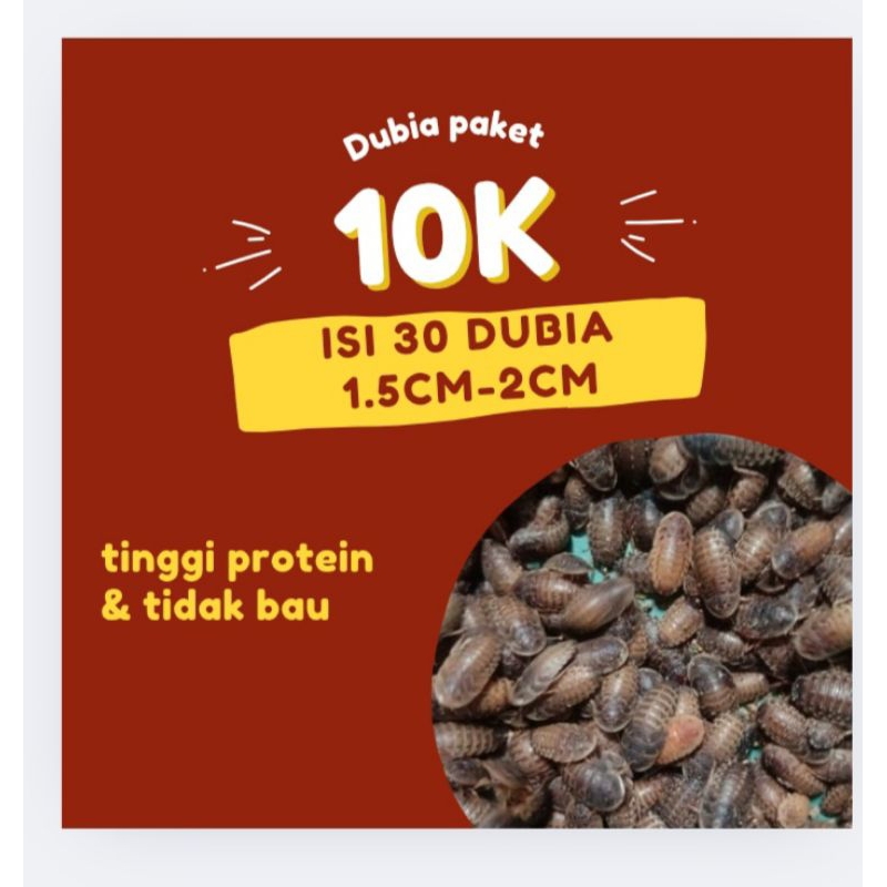 

dubia paket ceban (isi 30 dubia 1.5cm-2cm)