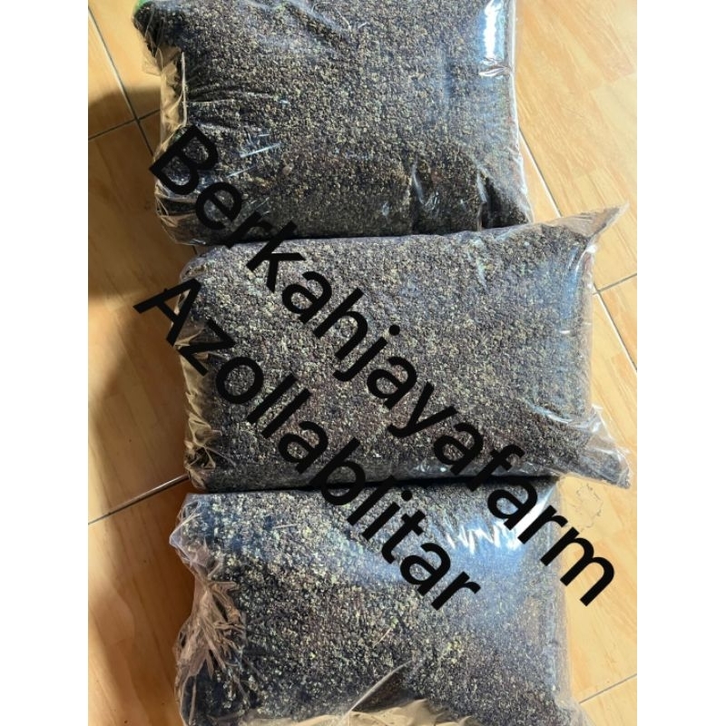 azolla kering // azola Kering // azolla siap jadi pakan // azolla penelitian // azolla garing