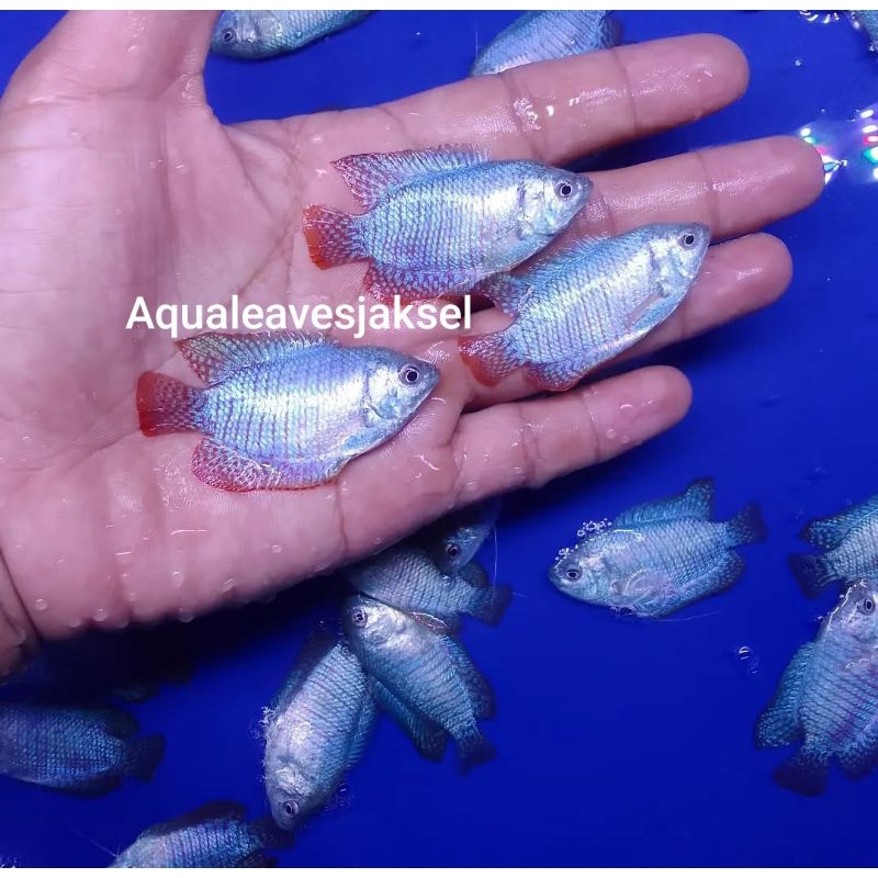 Sepat Ralis ikan hias aquascape